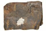 Paleocene Fossil Fruit - North Dakota #262420-1